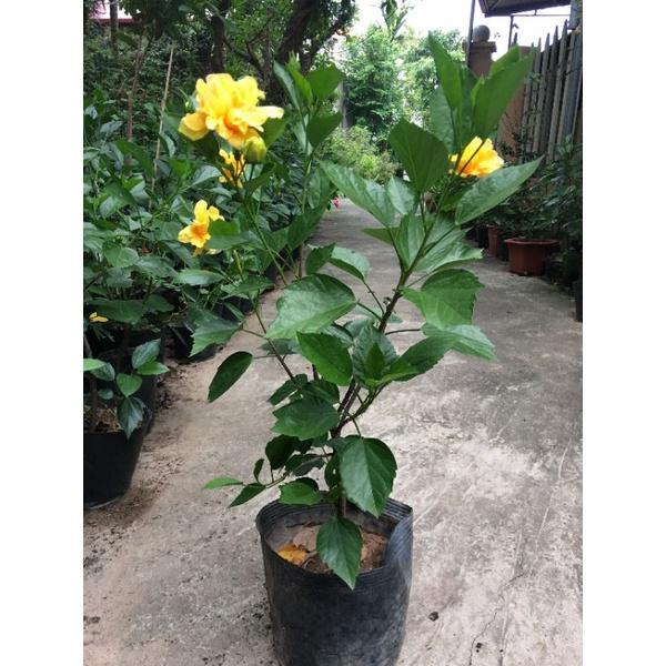 Chậu hoa dâm bụt đỏ kép - cây giống