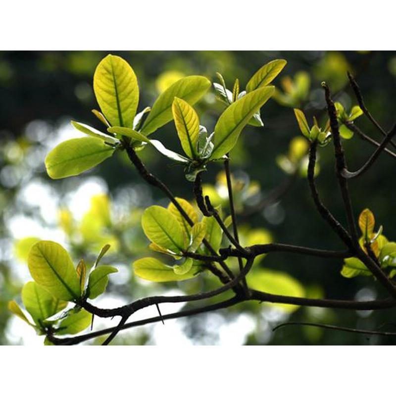 1kg Lá bàng Non tươi sạch