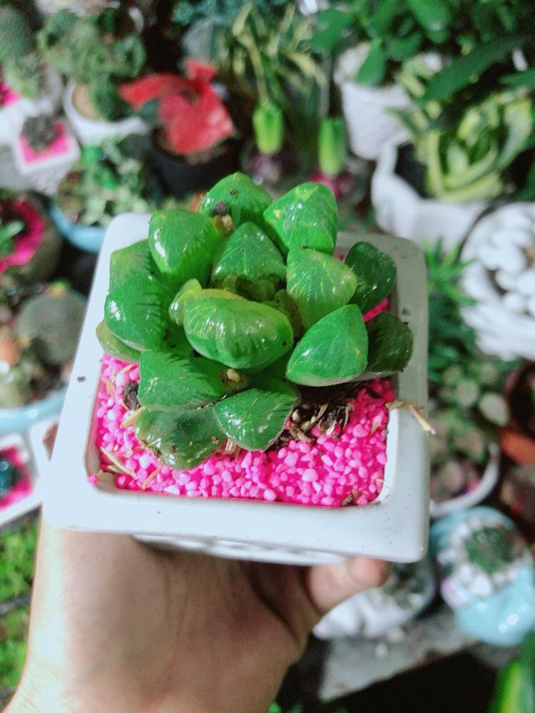 Chậu Cây Kim Cương Xanh Lá