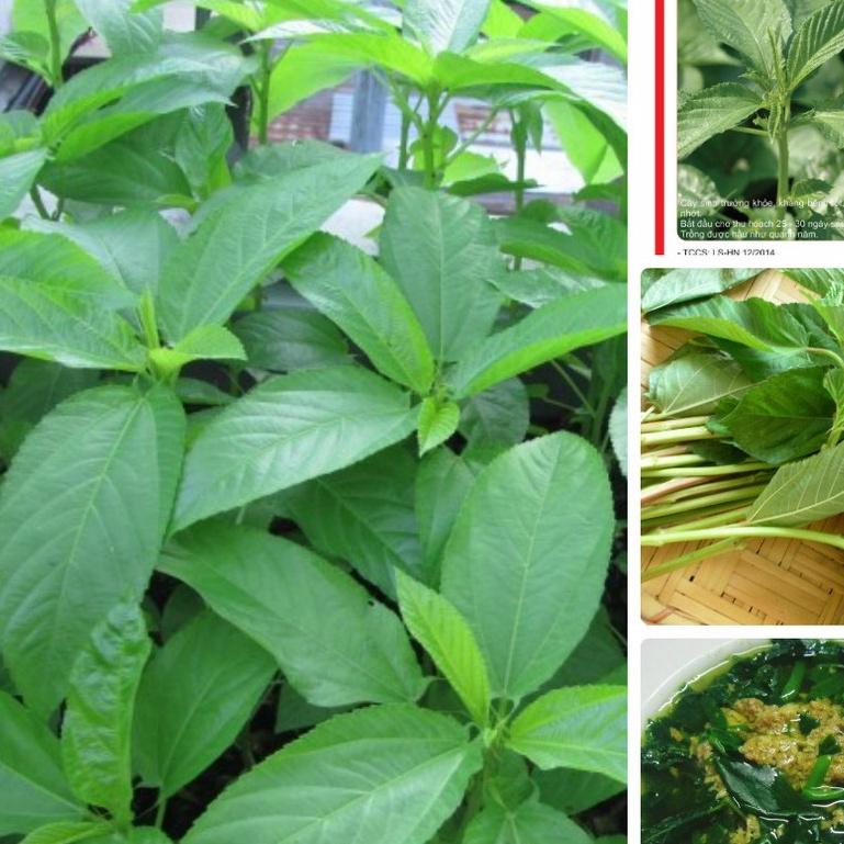Hạt giống rau đay xanh/gói 20 gram-tặng kèm gói phân bón lót