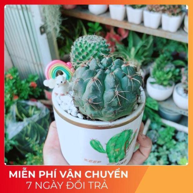 Chậu Xương Rồng Tiểu Cảnh Mini