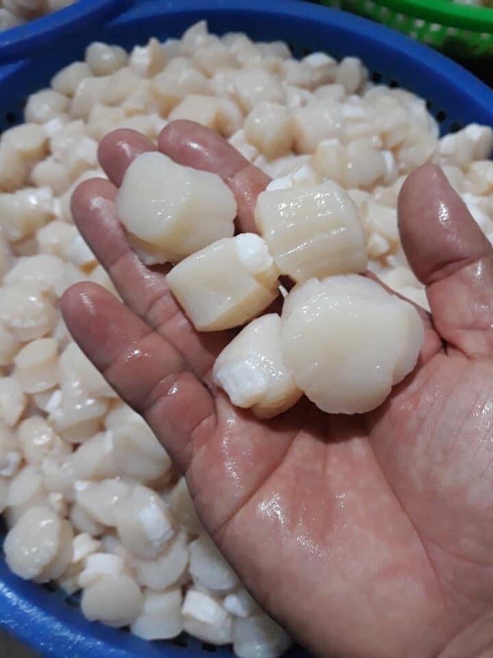 Còi sò điệp tươi - Khay 500g