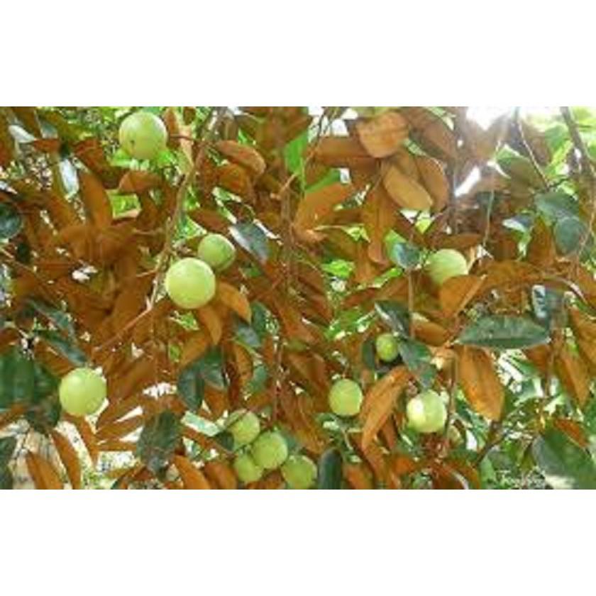 CÂY GIỐNG Vú sữa Lò Rèn