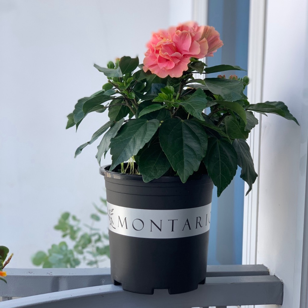 Chậu nhựa trồng cây Vietpot, mã 02, màu đen, hoa văn MONTARIO, chính hãƞg, chậu trồng kiểng lá, hoa hồng, trang trí nhà cửa, ban công, sân vườn, sân thượng