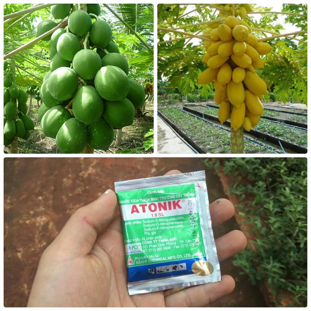 COMBO 4 gói đu đủ TẶNG 1 kích mầm