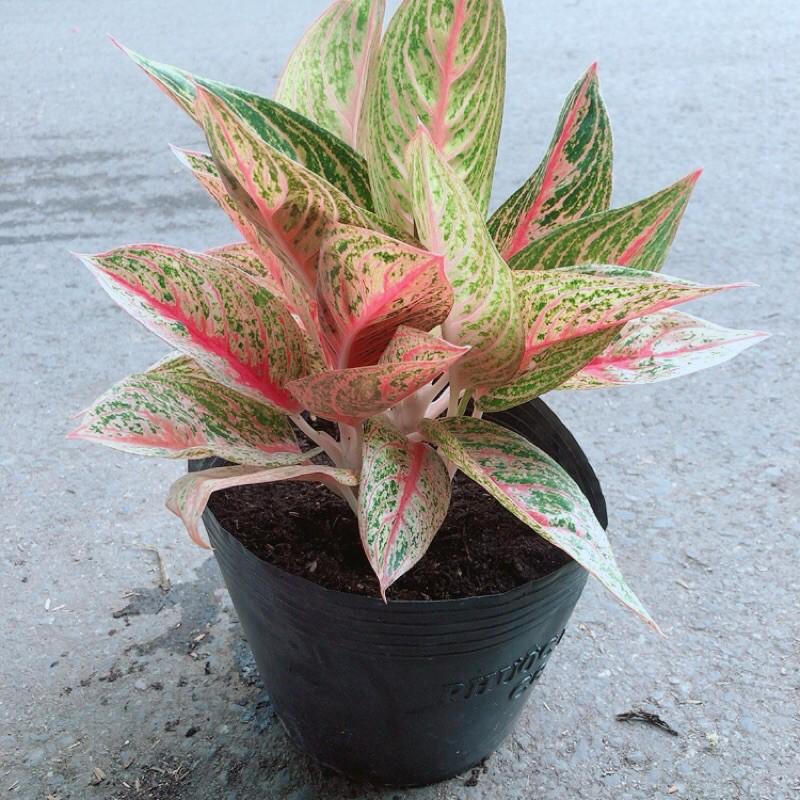 Cây Thịnh Vượng