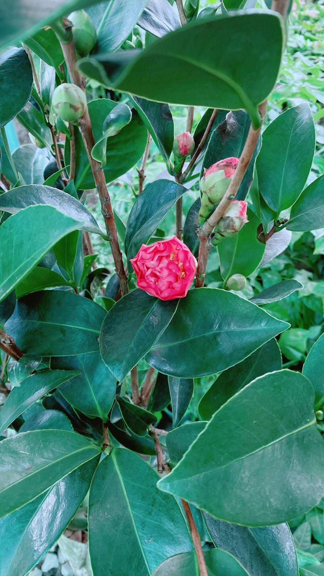 Cây Hoa Trà My hàng đẹp