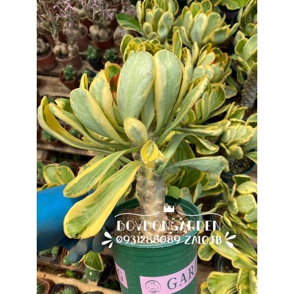 Cây mũ đục euphorbia var, kì lân var, poissonii_Ảnh thật