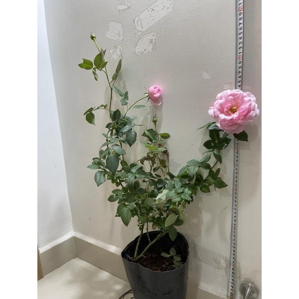 Hoa Hồng ngoại Eckart Witzigmann - bầu cây giống