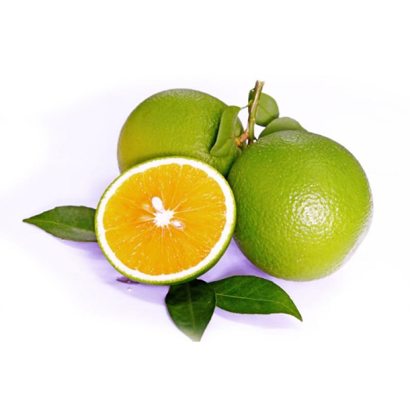 Cây giống Cam Xoàn Lai Vung siêu trái