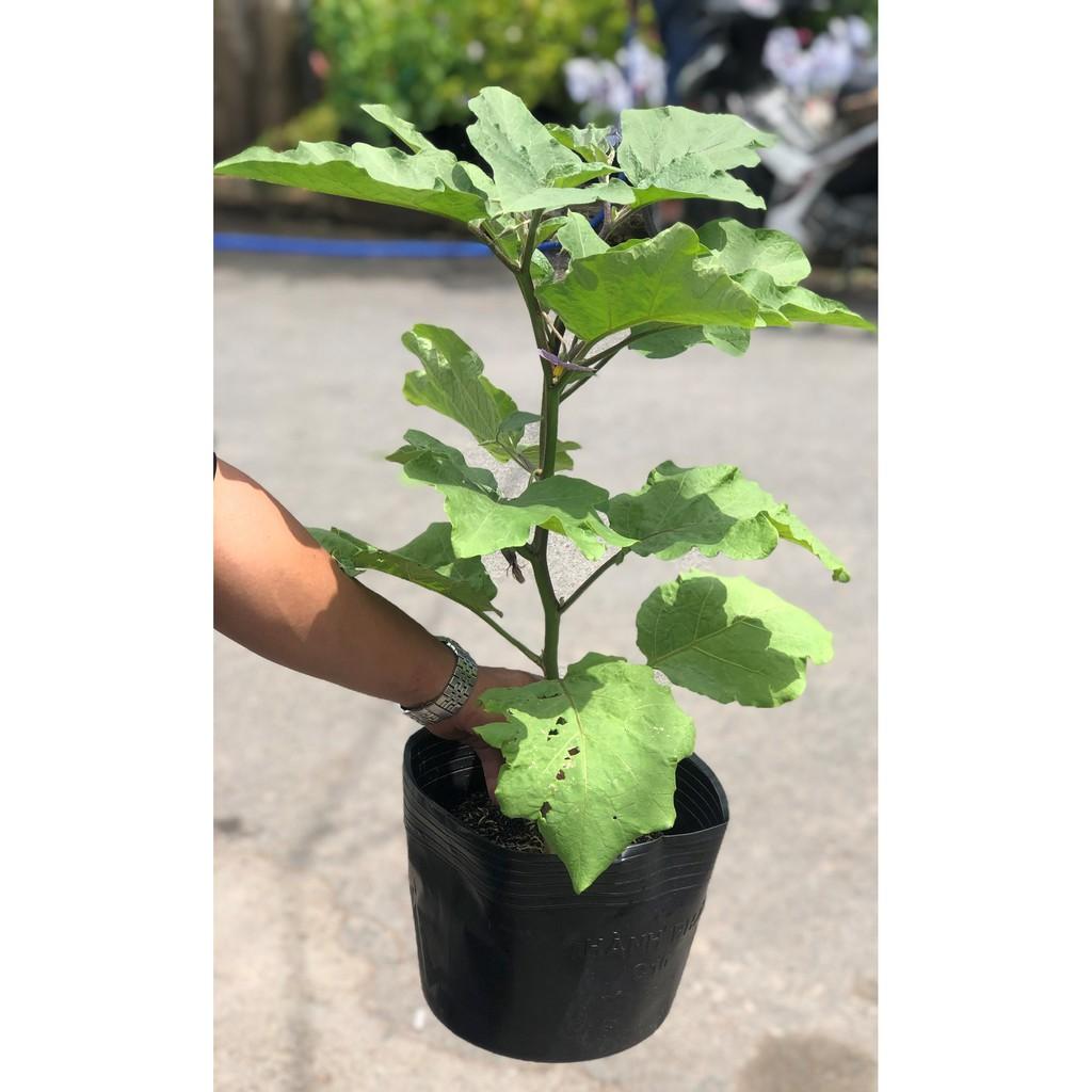 Chậu cây cà tím trái dài