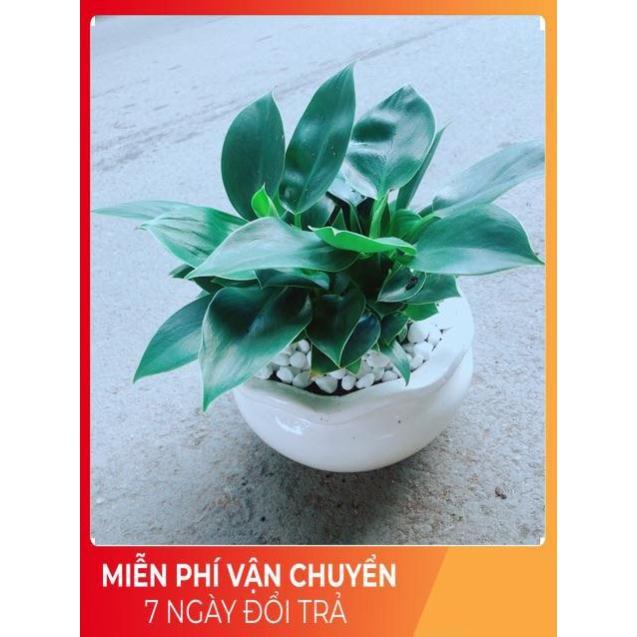 Chậu Trầu Bà Đế Vương