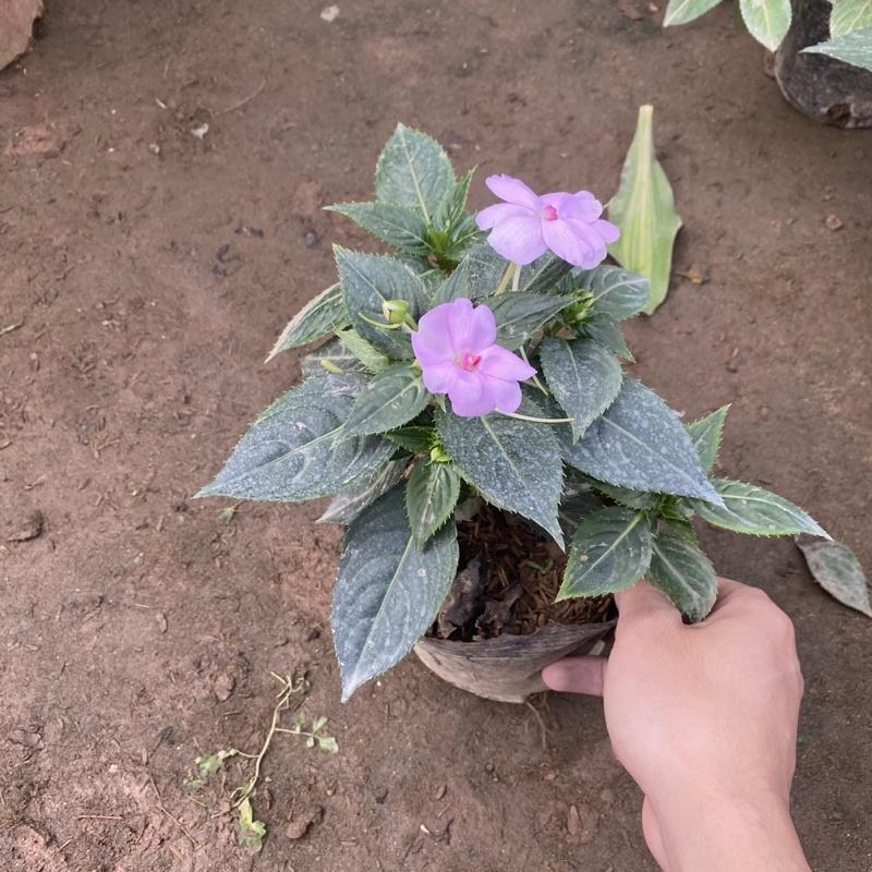 Cây mai địa thảo trồng bầu đen tán xum xuê cao 15-20cm thích hợp trang trí ban công sân vườn