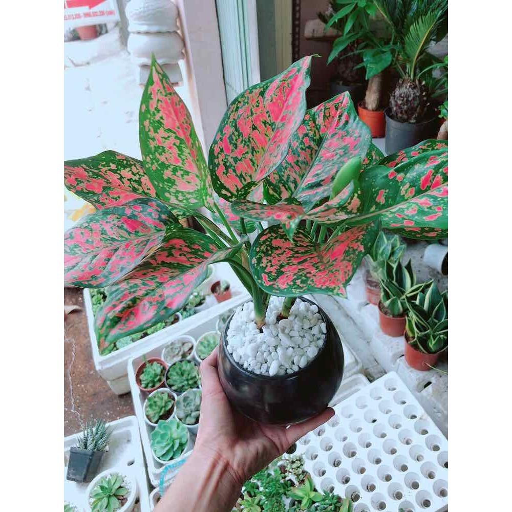 Chậu vạn lộc Bán Chạy