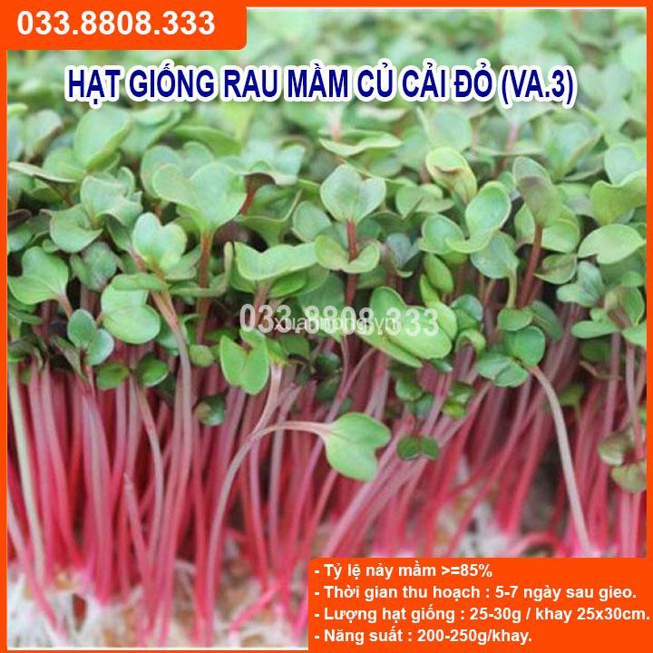 1KG HẠT GIỐNG RAU MẦM CỦ CẢI ĐỎ NHANH NẢY MẦM
