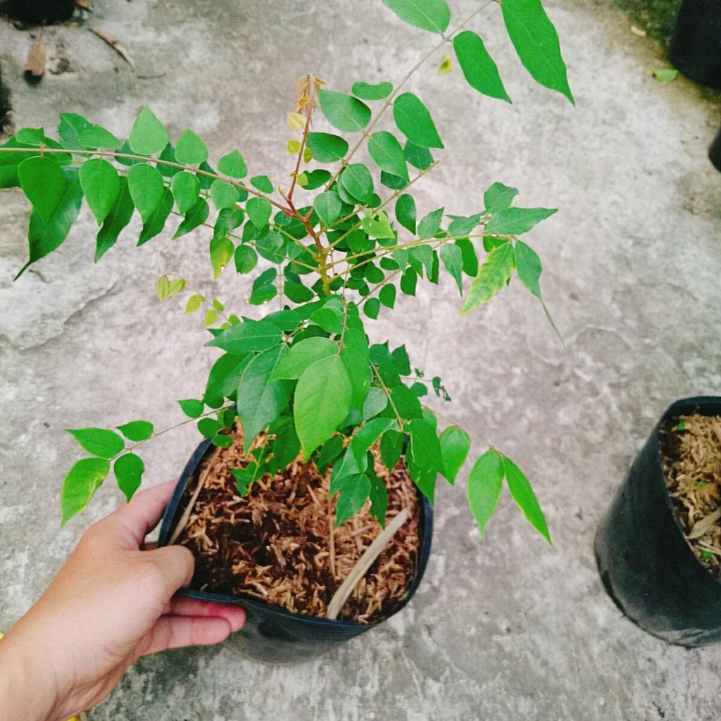 Cây Khế Ngọt - cây ăn quả + tặng phân bón cho cây