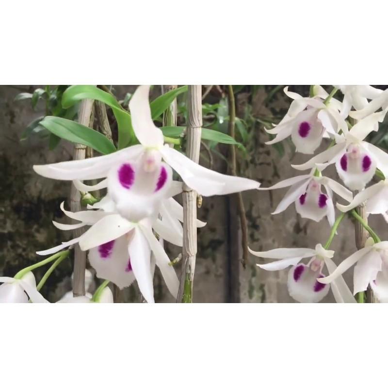 5ct hàng gieo hạt