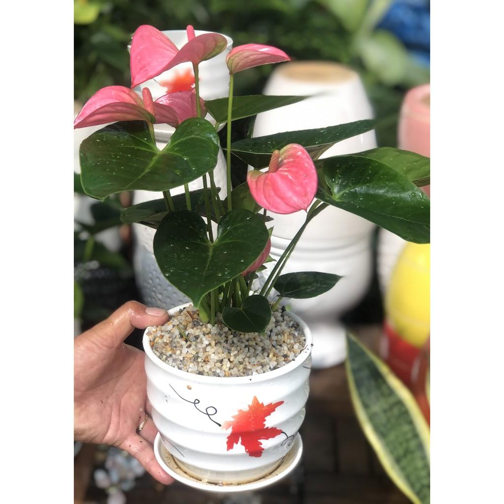 Chậu sứ cây Hồng Môn màu hồng tặng kèm đá trang trí