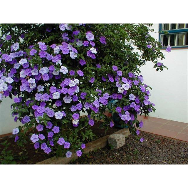 HOA NHÀI NHẬT TÍM ĐỔI MÀU DÁNG TREE