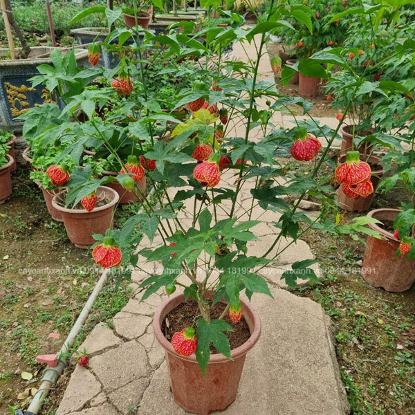 Cây bụp lồng đèn