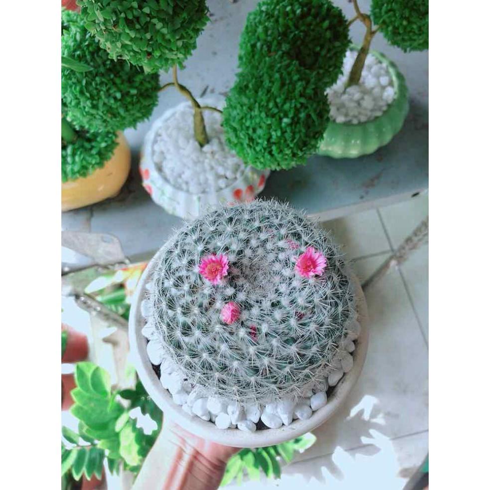 Chậu xương rồng nở hoa Bán Chạy