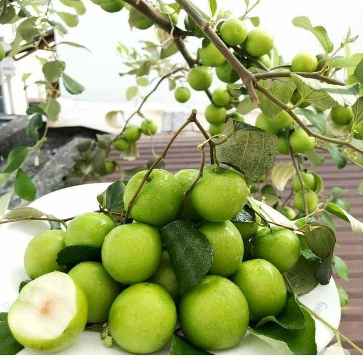 Cây giống táo thái