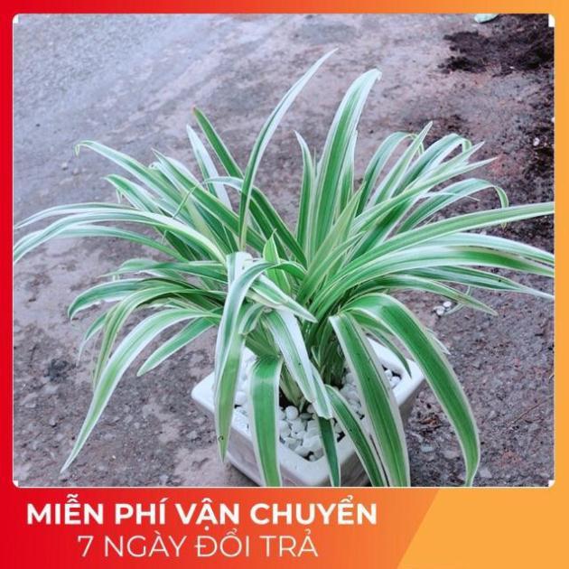 Chậu Lan Chi
