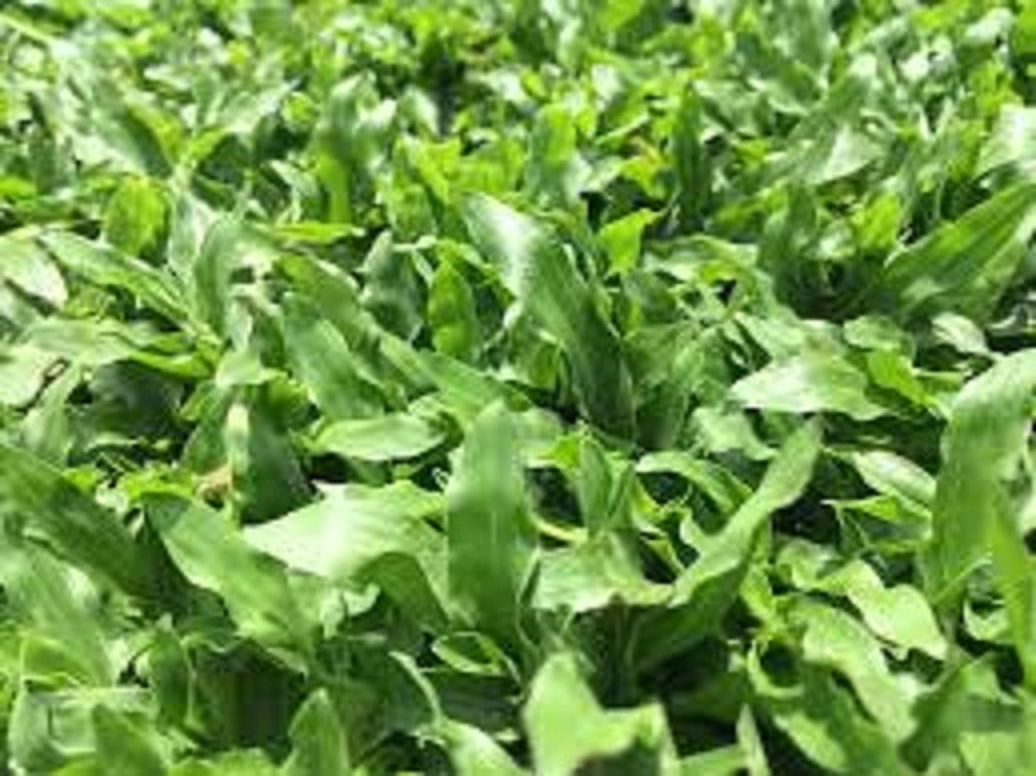 Gói 20 gram.Hạt giống cỏ lá gừng ,cỏ lá tre