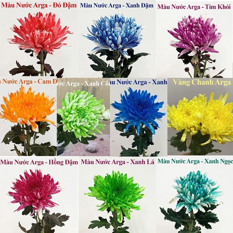 Nước Màu Nhuộm Hoa Tươi giúp đổi màu hoa cắt cành Chai 1 lít nhuộm được 250 cành bông, màu lên nhanh, đẹp và bền màu.