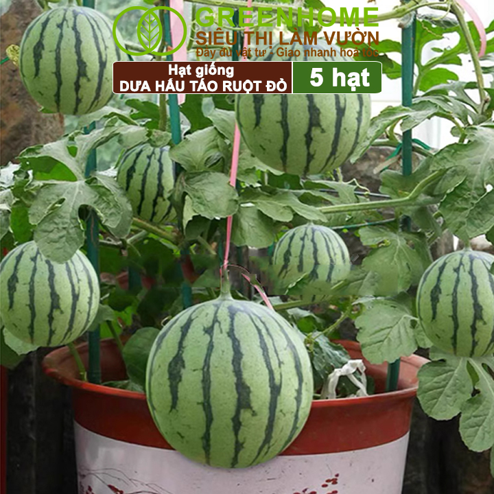 Hạt Giống Dưa Hấu Táo Ruột Đỏ Greenhome, Gói 5 Hạt, Dễ Trồng Quanh Năm, Nảy Mầm Cao, T23