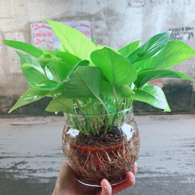 Trầu Bà Thái Vàng Trồng Thuỷ Sinh
