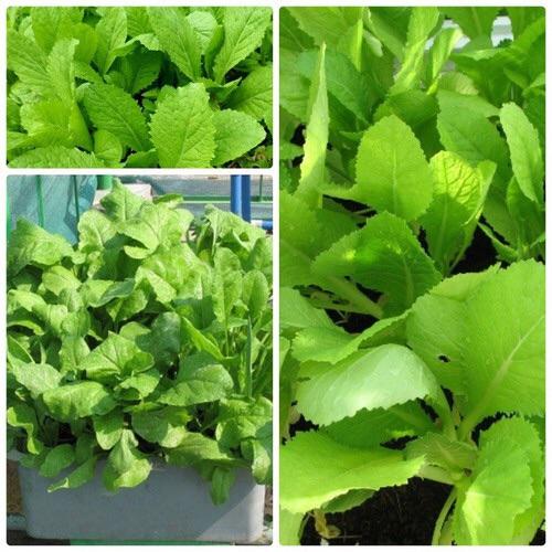 Hạt giống cải canh lá vàng cao sản