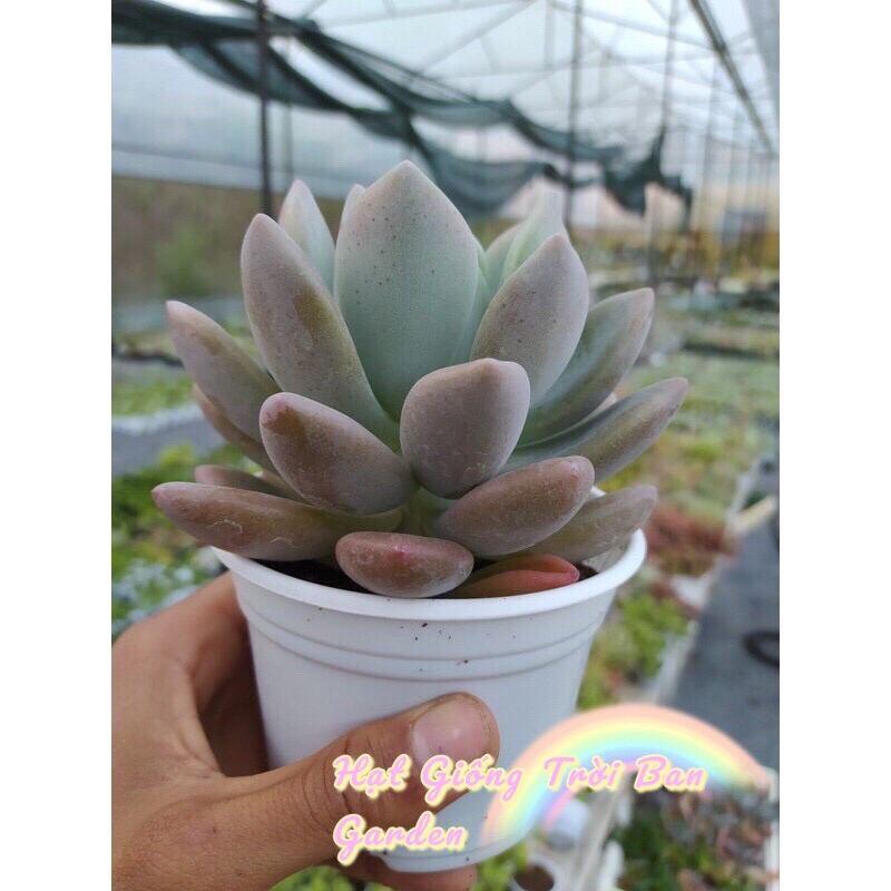 Sen đá sỏi hồng LÁ DÀI SIZE TRUNG BÌNH SIÊU CUTE