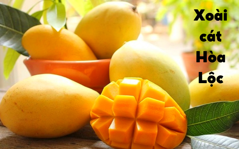 Cây giống xoài cát hòa lộc