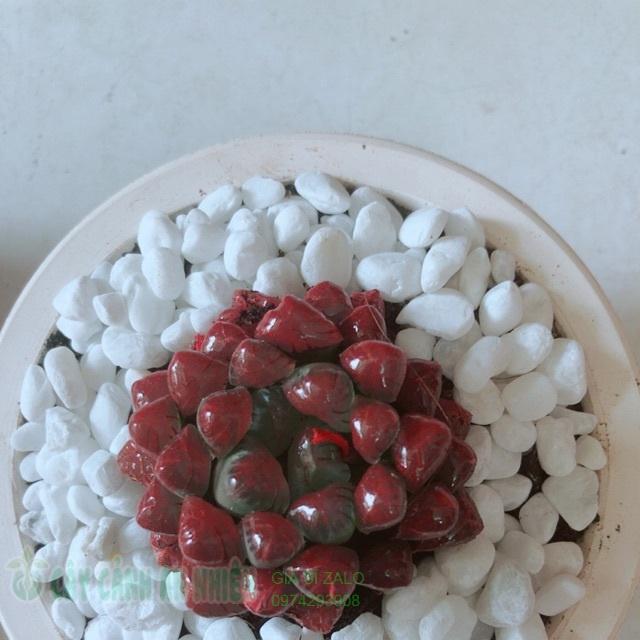 Chậu kim cương dạ quang