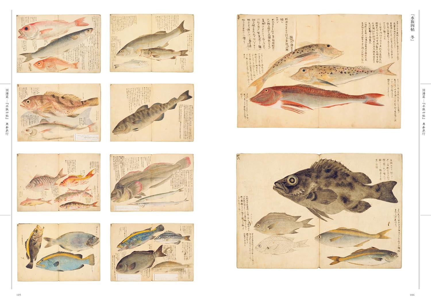 Sách ngoại văn: 江戸の図譜 魚 - Edo No Zufu Sakana