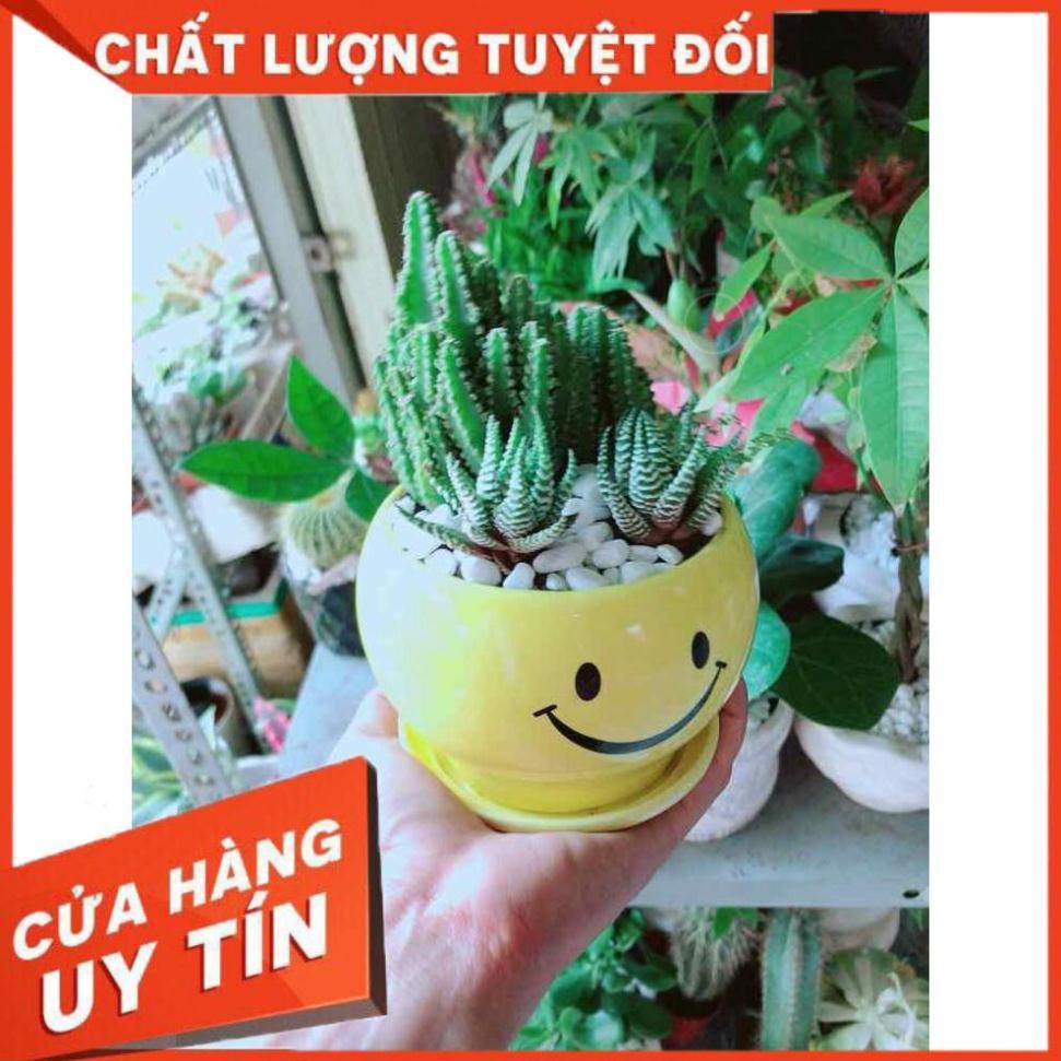 Chậu Xương Rồng Thanh Sơn + Móng Rồng Nhiều Người Mua