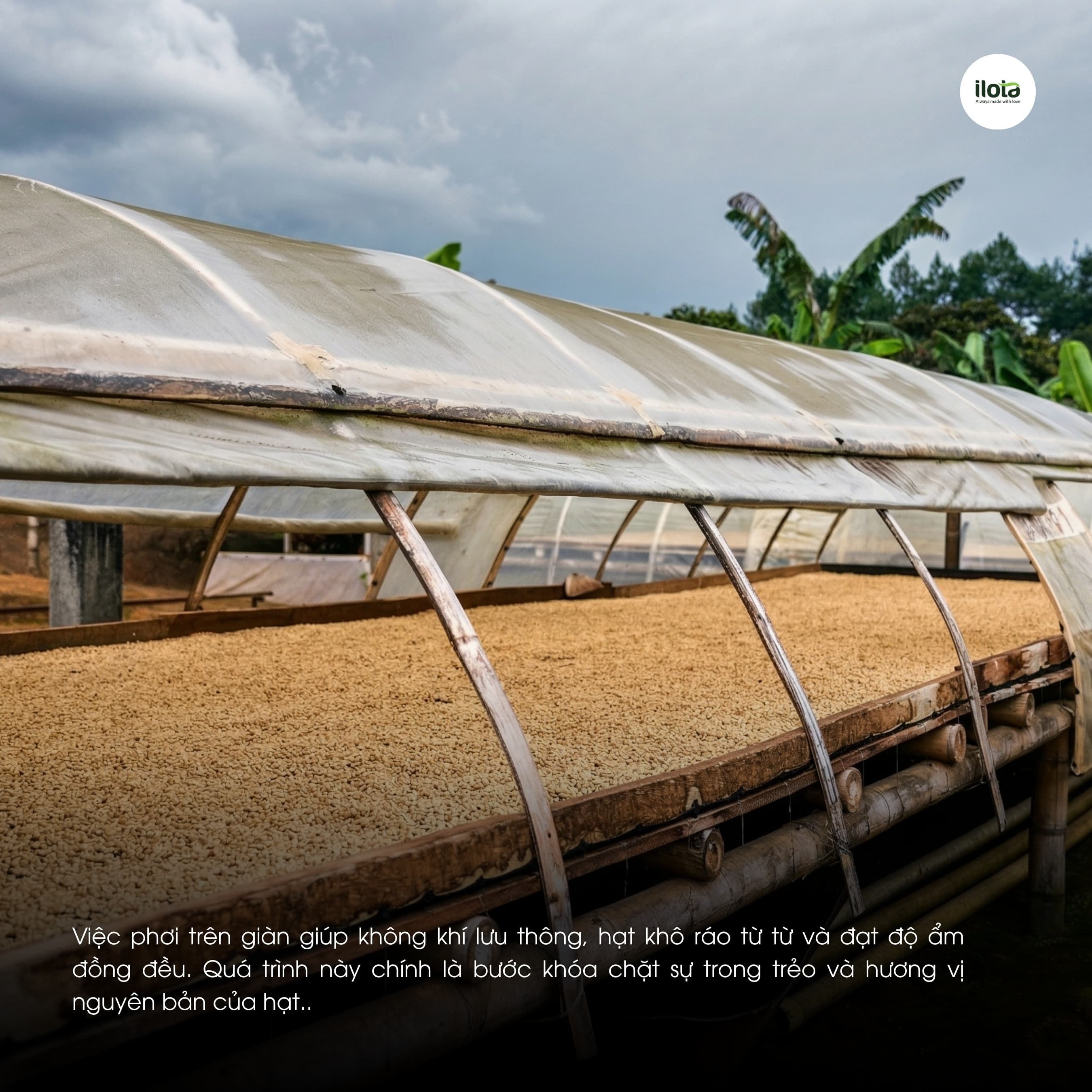 Cà phê Colombia Huila Supremo ILOTA Rang Mộc 250g