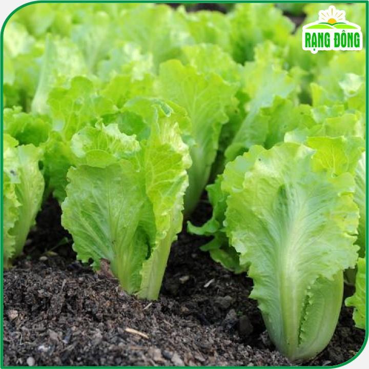 Hạt giống Xà Lách Rado 357 (10g~6000 hạt) giống Xà Lách Dún trồng quanh năm, nhanh thu hoạch - Hạt giống Rạng Đông