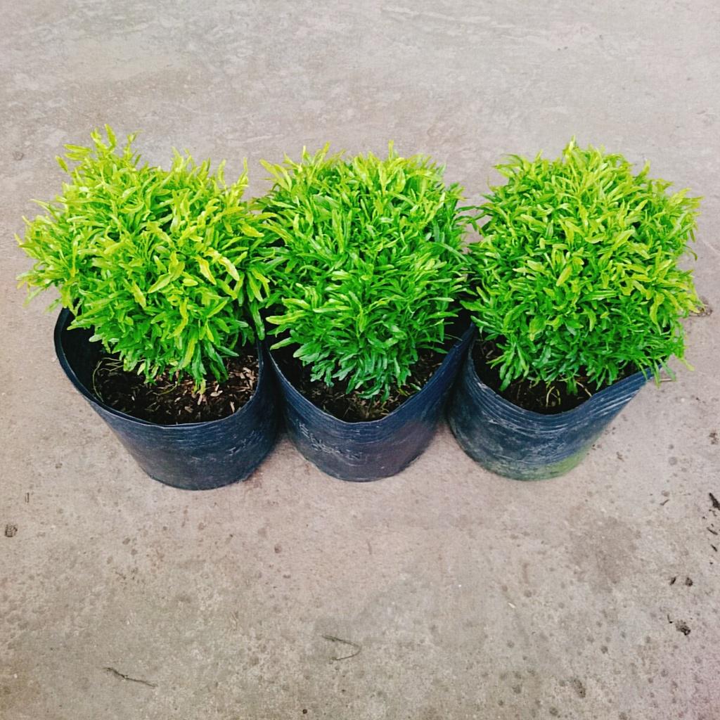 Cây Đinh Lăng Thái - cây cảnh để bàn + tặng phân bón cho cây mau lớn