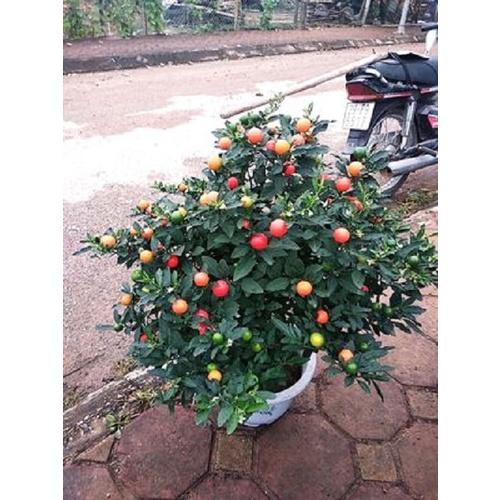 Cây Ớt Nhật, chậu cây to sẵn quả chơi tết
