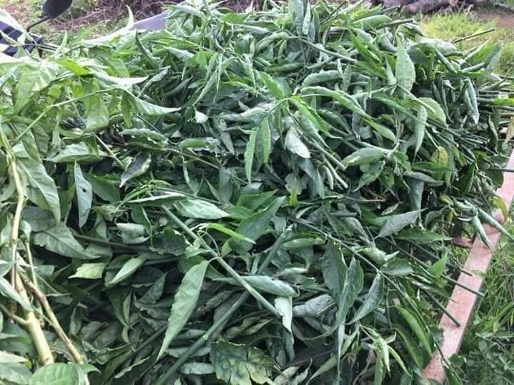 Cây xương khỉ (Cây bìm bịp - Cây mảnh cộng)  - Sản phẩm khô về làm trà ( Gói 500gr)