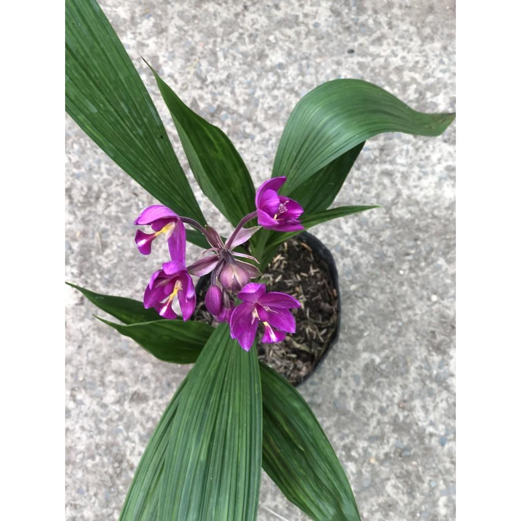 Chậu địa lan hoa tím lá to