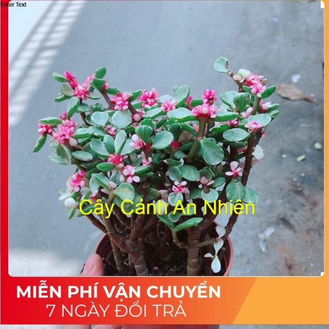 Đô La Hồng