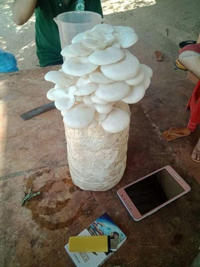 Combo 03 Phôi Nấm Sò Thái Trắng