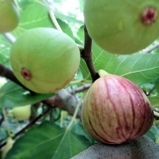 Cây Giống Sung Mỹ