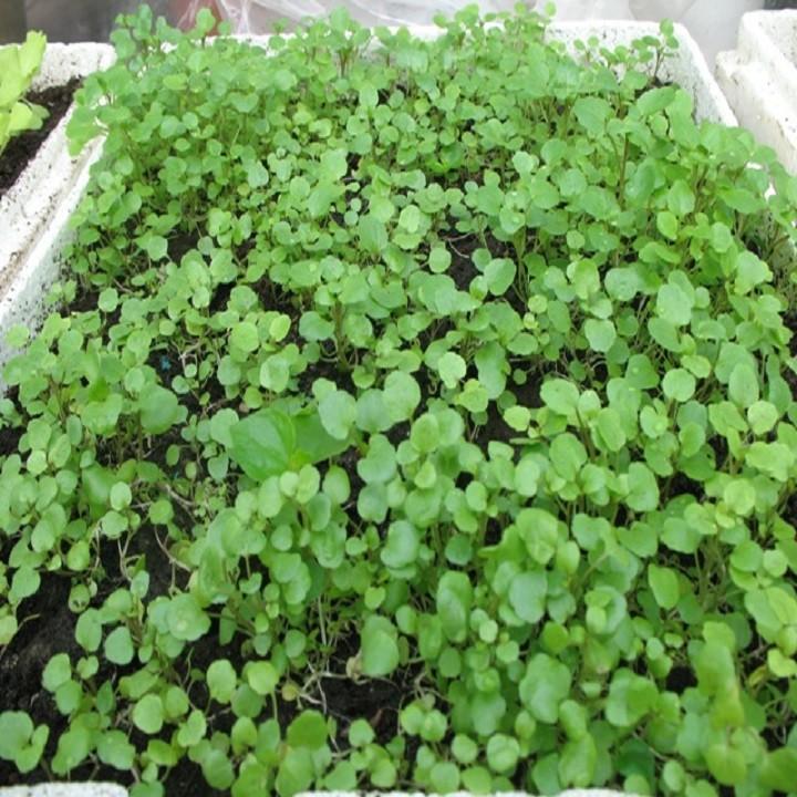 Hạt giống Xà lách xoong miền núi giòn ngọt FGGFH