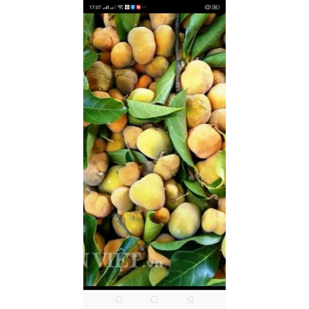 Cây Chay Giống... 6 tháng cây cho trái