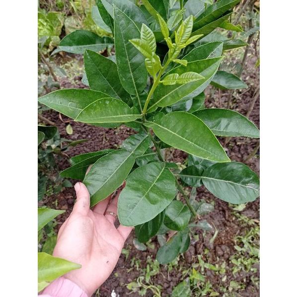 Bưởi đỏ Luận văn
