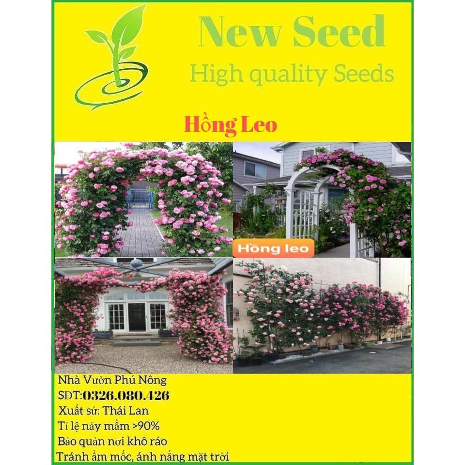 Hạt giống hoa hồng leo pháp mix nhiều màu dễ trồng tuổi thọ cao 150 hạt nhà cửa và đời sống cửa hàng hạt giống uy tín